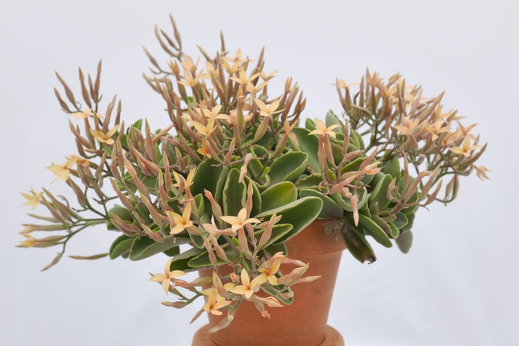 Kalanchoe fadeniorum A little known succulent from Kenya