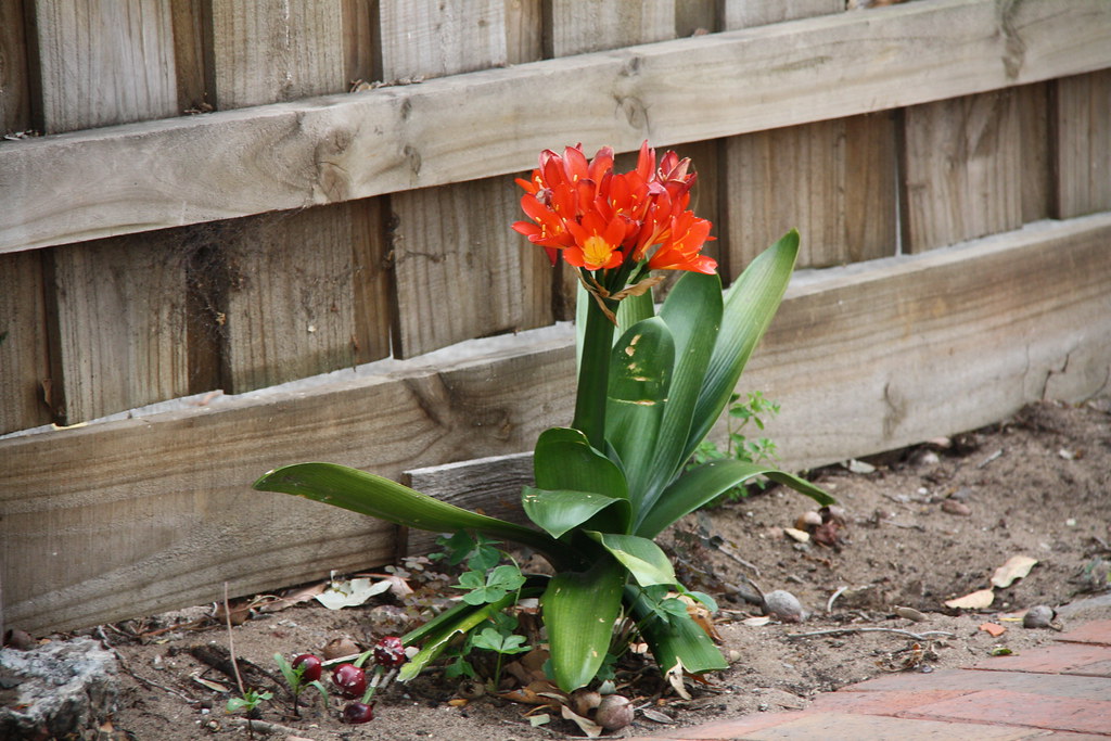 dark orange flower life in Altona lots of flowers and be… anne