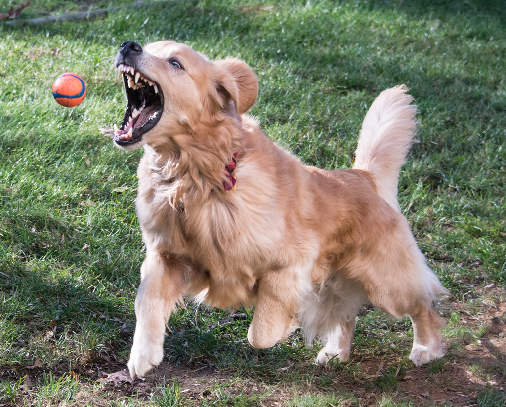 Dog Catching Ball Liam scattered1 Flickr
