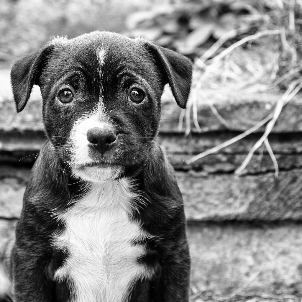 Have You Ever Seen A Sadder Looking Dog? Can't stop laughi… Flickr