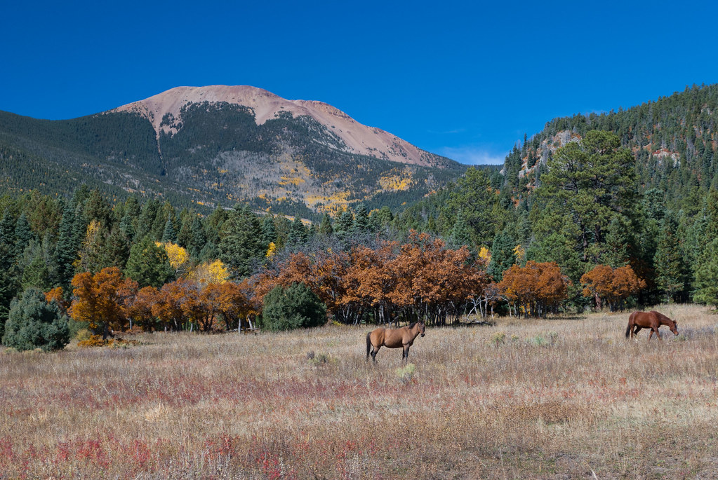 Horses Grazing Below Baldy Mountain, Ute Park, New Mexico,… Flickr