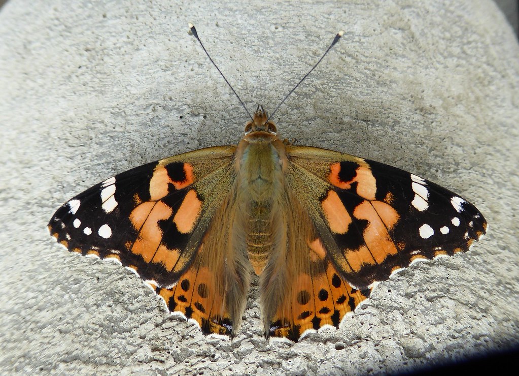 Painted Lady, The Secret Garden, A4042, Mamhilad, Pontypoo… Flickr