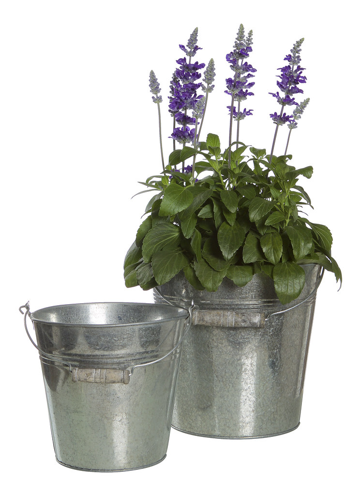 Zinkkruka Blomsterlandet Zinkkruka Pris från 29.90 Vårens sortiment 2016 Blomsterlandet Flickr