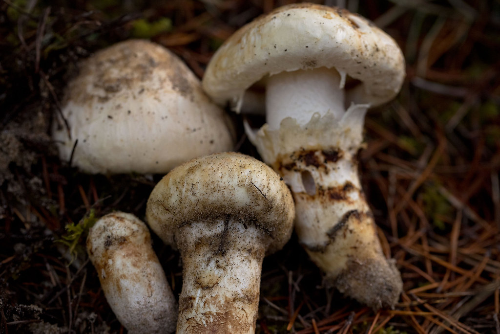 tricholoma_magnivelare Matsutake (Tricholoma magnivelare) … Flickr