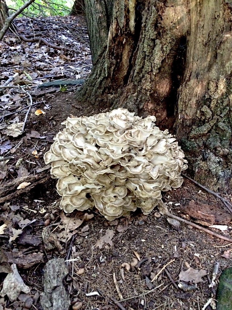 Grifola frondosa / Polypore en touffe Montroyal, Montréal… Flickr
