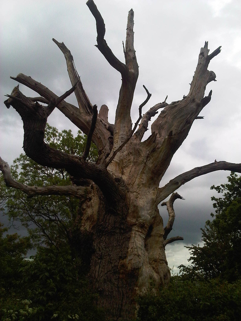 Gog and Magog, Glastonbury, Somerset If a line is drawn fr… Flickr