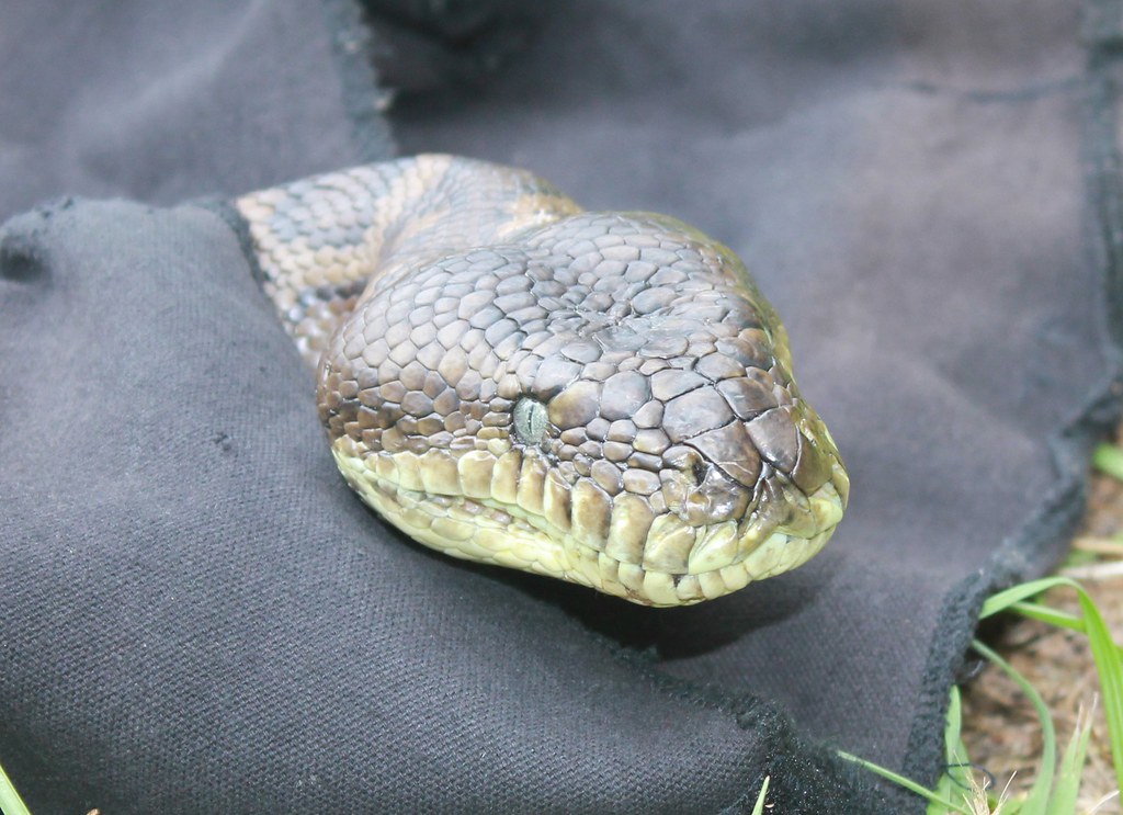 Carpet python Carpet Python (Morelia spilota) Snake Out Brisbane