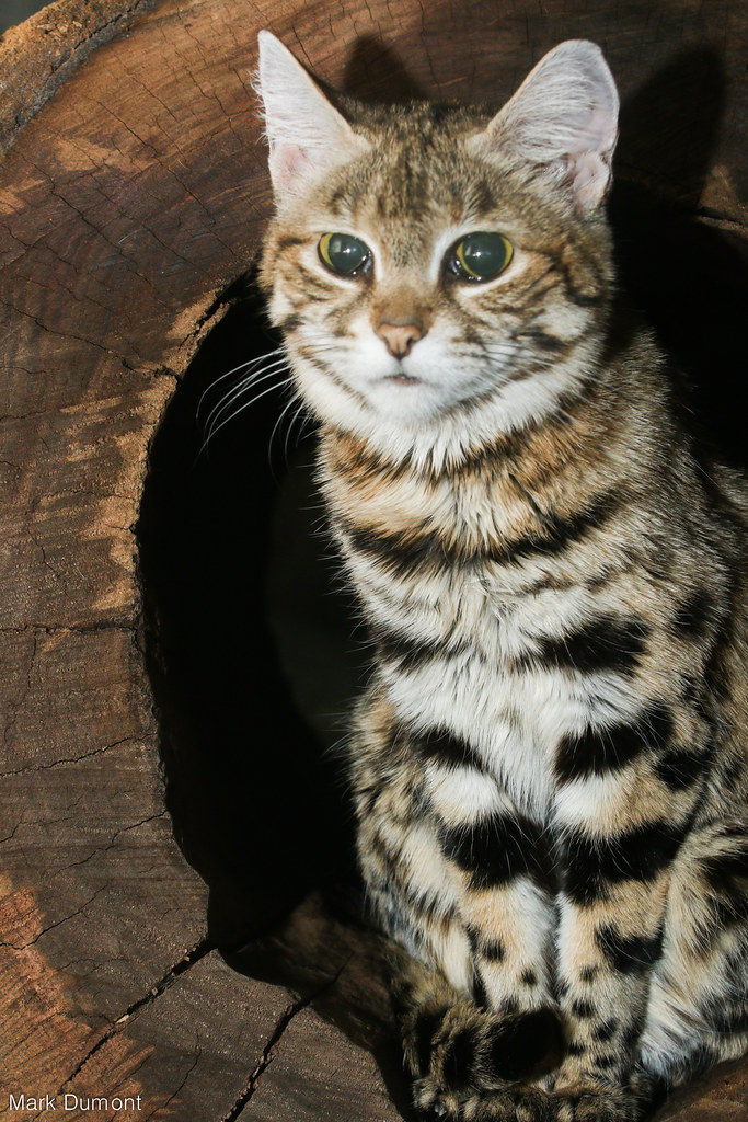 Black Footed Cat Mark Dumont Flickr