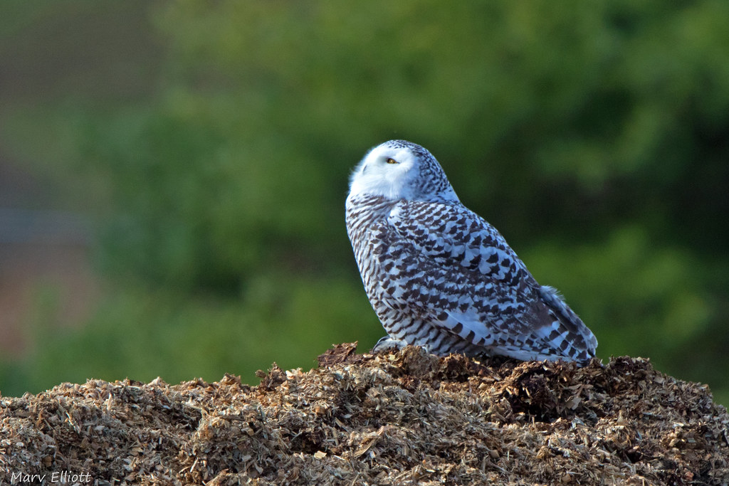 Snowy Owl Snowy Owls are always a treat especially as we d… Flickr