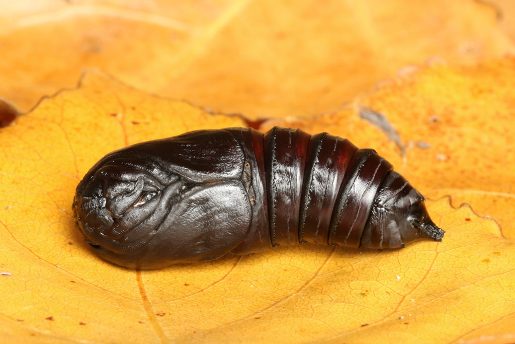 Citheronia laocoon One of two newly pupated Citheronia lao… Flickr