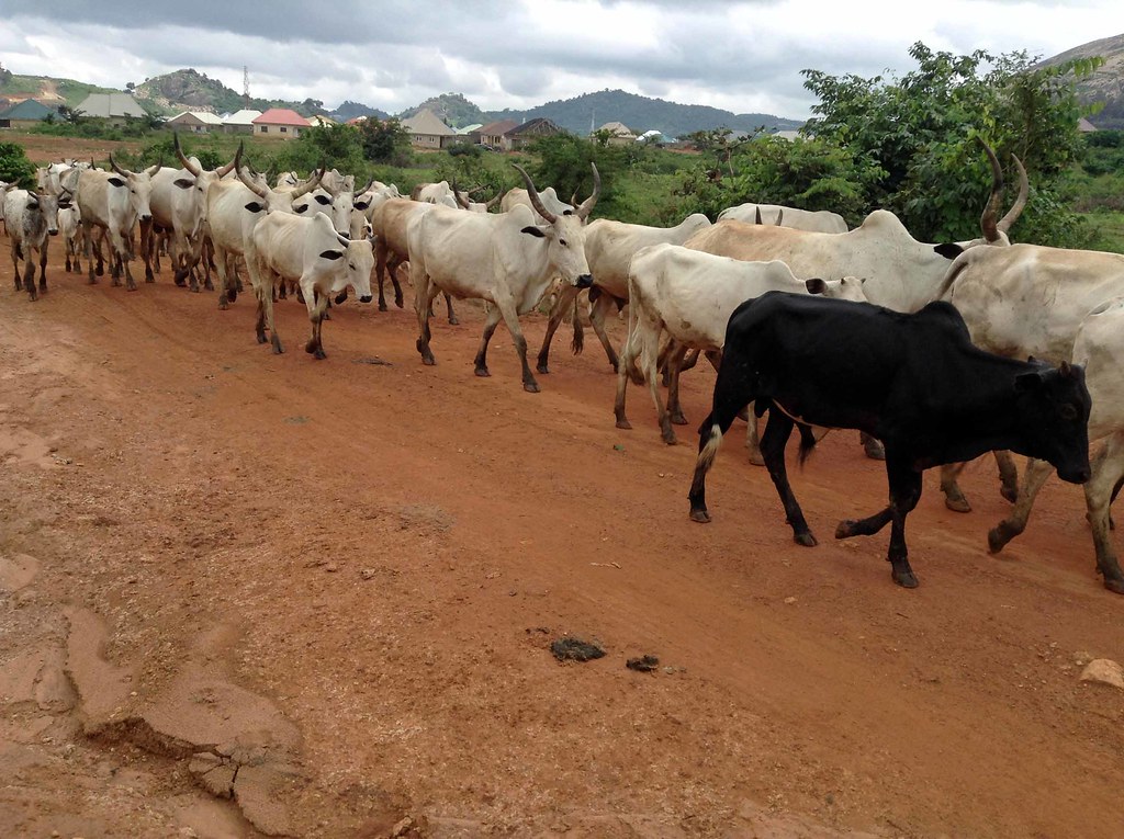 Nigerian Cattle Nigerian cattle in Ushafa Village FCT Nige… Flickr