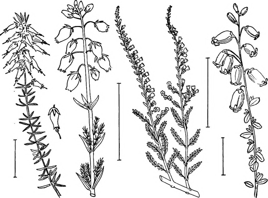 Image from page 259 of "Ornamental shrubs of the United St… Flickr