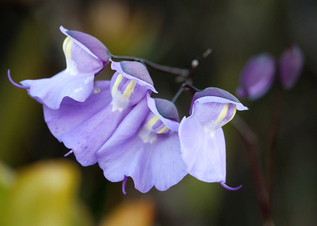 Utricularia humboldtii flowers in habitat on tepui summit, Canaima