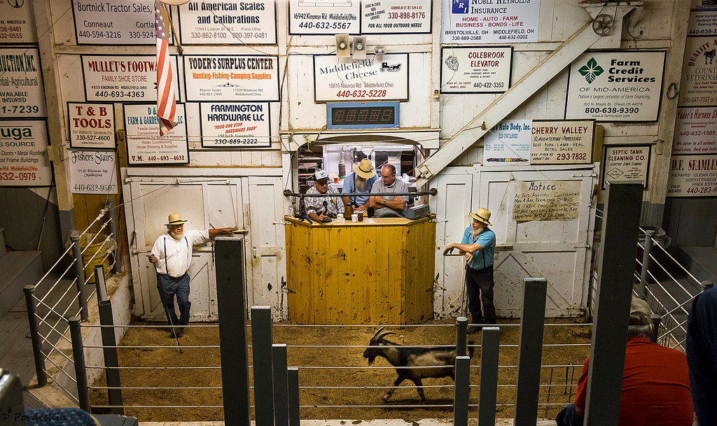 Livestock Auction North Bloomfield, OH Live livestock au… Flickr
