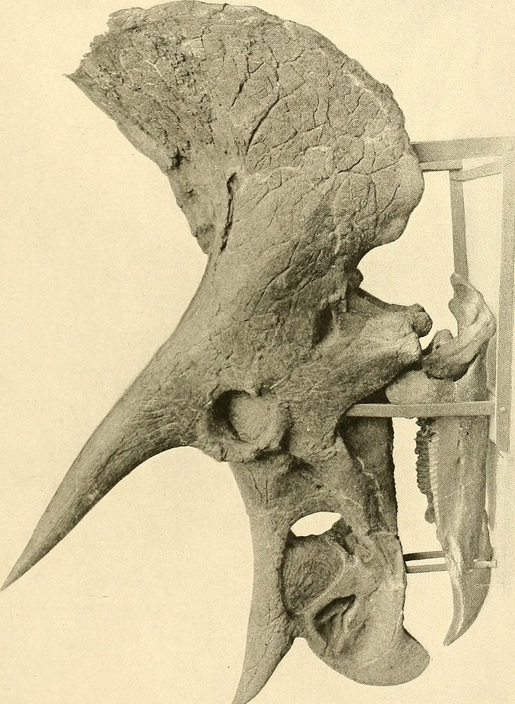 Image from page 352 of "The dinosaurs of North America" (1… Flickr