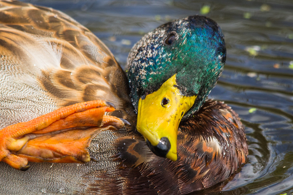 DSC_5187 Colvert Donald Robichaud Flickr