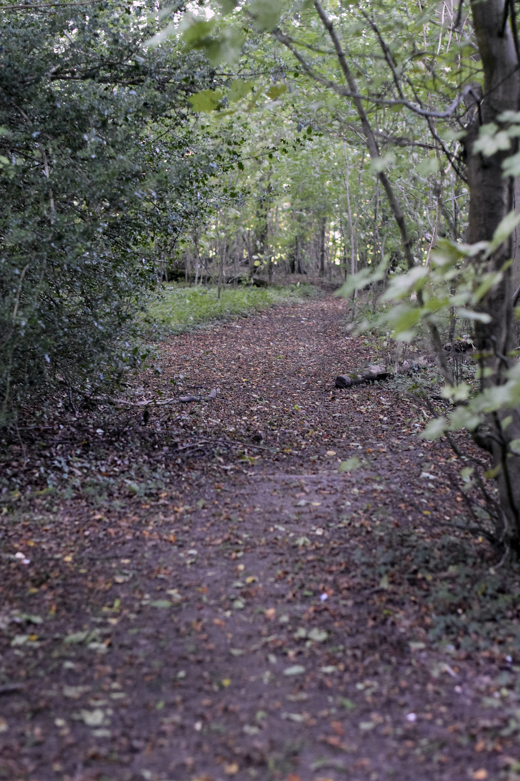 Photos Amersham Circular via Chalfont St Giles Walk SWC