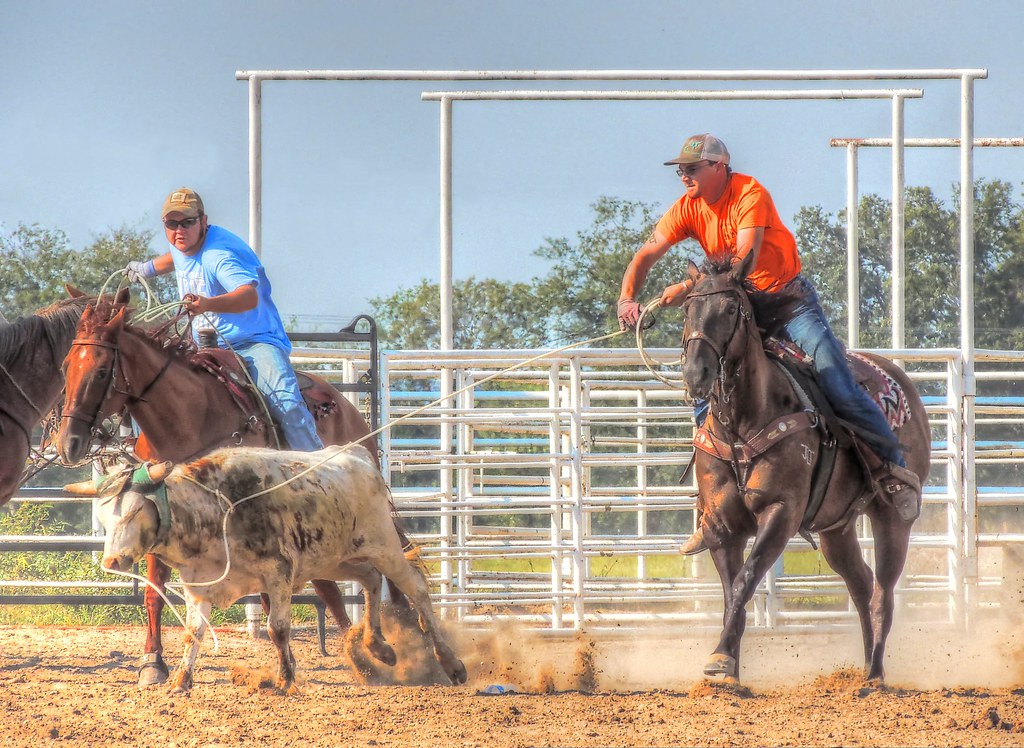 Dally Up In team roping the header just got the loop over … Flickr