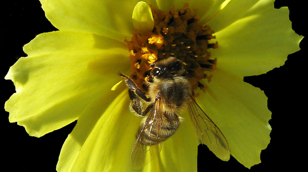 Busy Bee on Cosmos A Honey Bee photographed on a Cosmos bl… Flickr