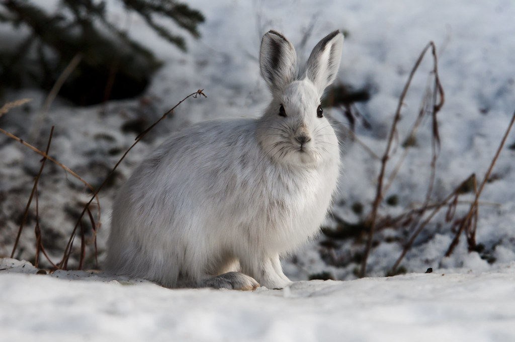 Snowshoe Hares To help hide from predators, this North Ame… Flickr