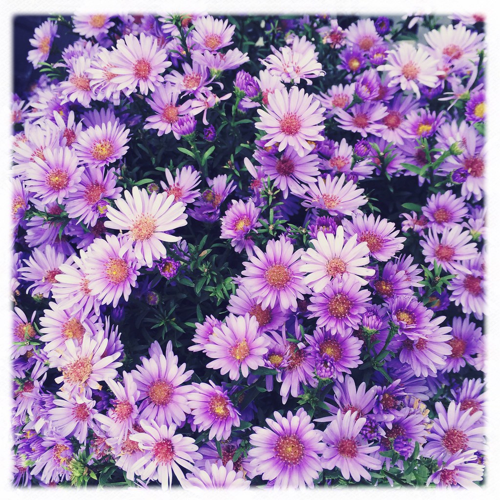 Mums for sale. Shawn Latta Flickr