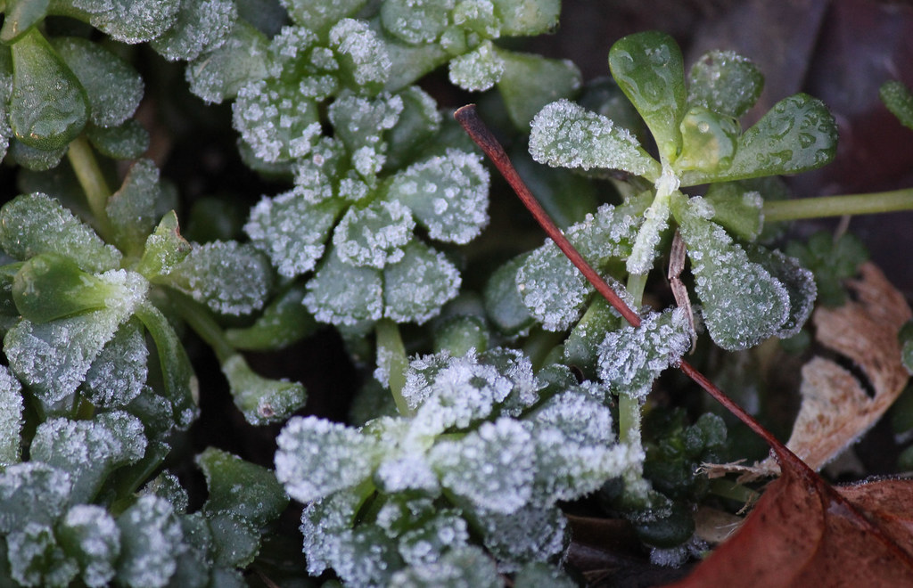 Sedum_frost Terri Bateman Flickr