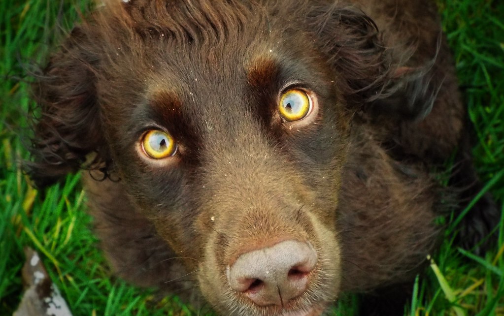 What Type Of Dog Has Yellow Eyes