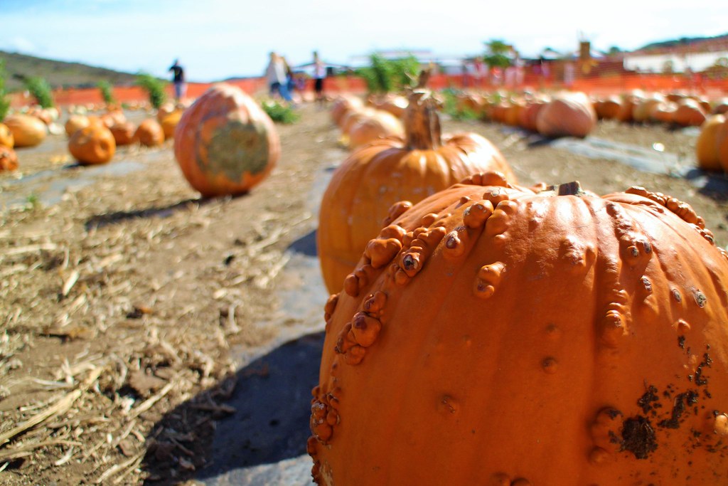 Tanaka Farms Pumpkin Patch 102016 (35) swingen35photog Steven P