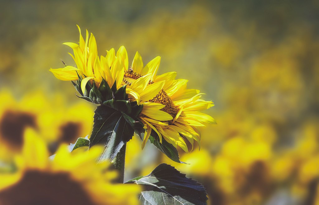 Here Comes the Sun Sunflowers at Broom's Bloom in Maryland… David LaMason Flickr