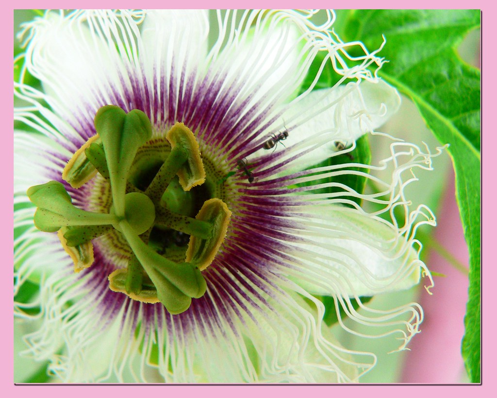 ants with passion ants on the flower of the passion fruit … Leonard