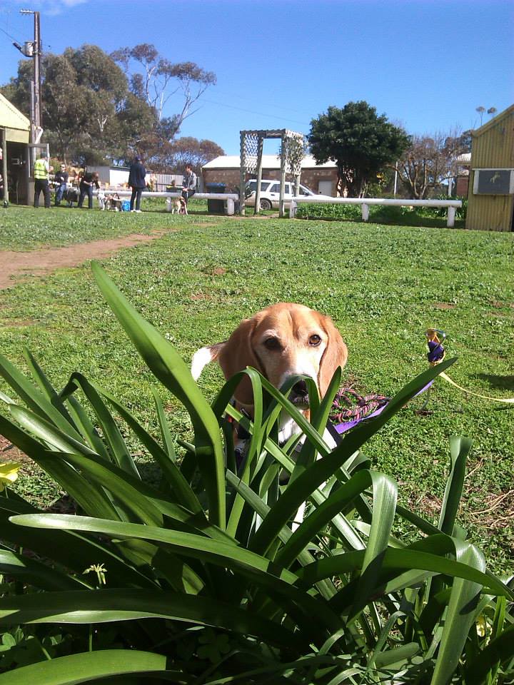 1098518_10200307274393457_924324493_n Beagle Club of S.A. Inc. Flickr