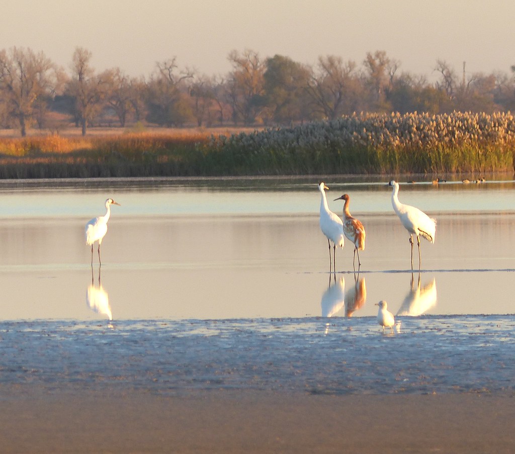 Whooping Cranes at Quivira National Wildlife Refuge Flickr
