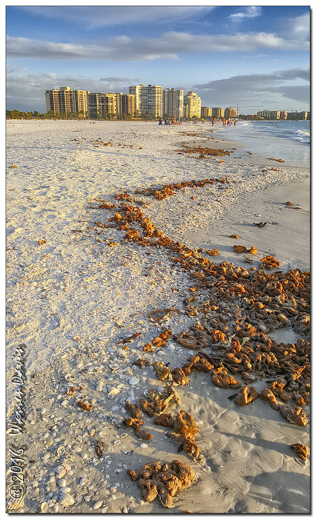 Low Tide Low tide Gulf of Mexico this afternoon. Another S… Flickr