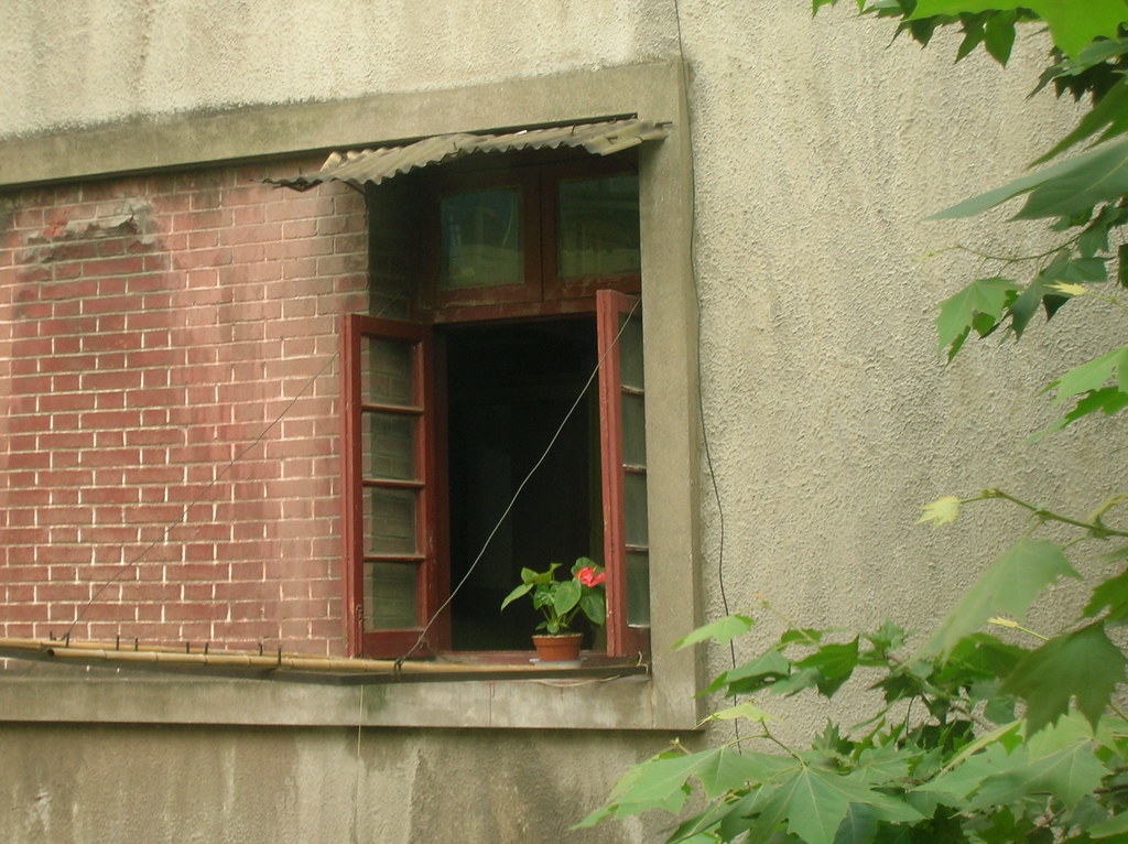 window, flower, afternoon Lei Lei Flickr