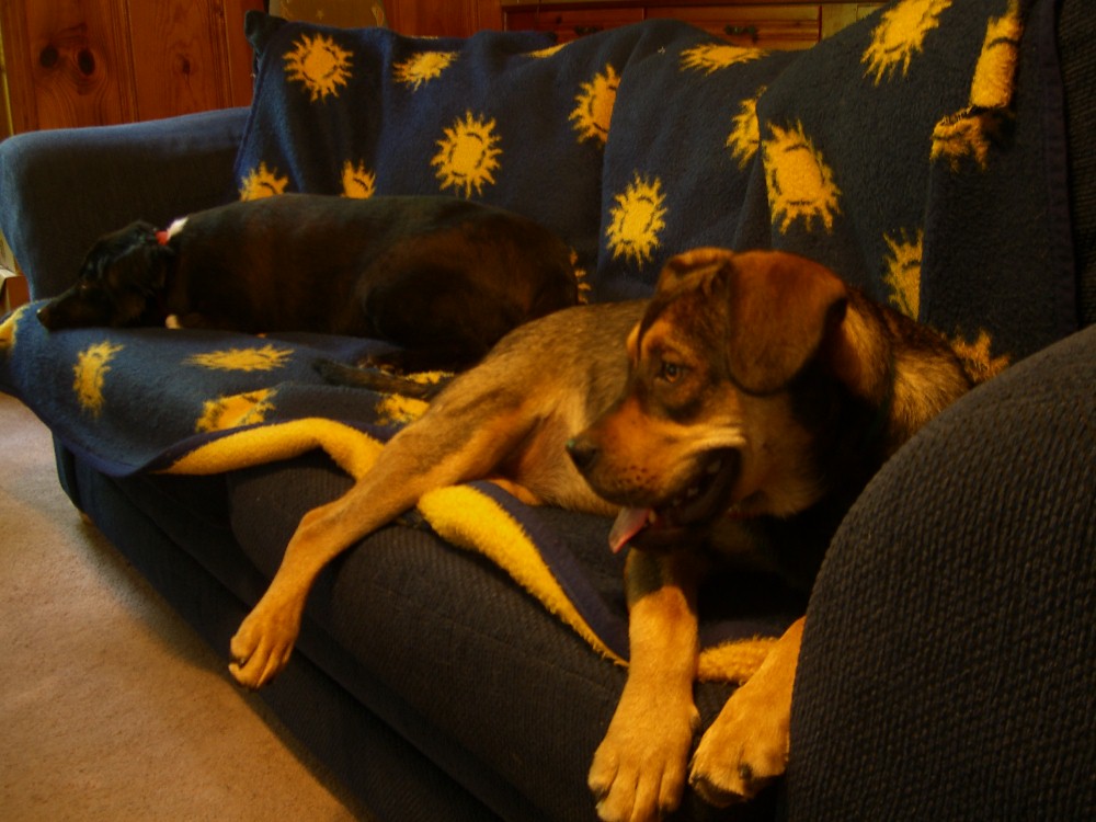 dogs on the sofa 1.JPG atlantagrrl Flickr