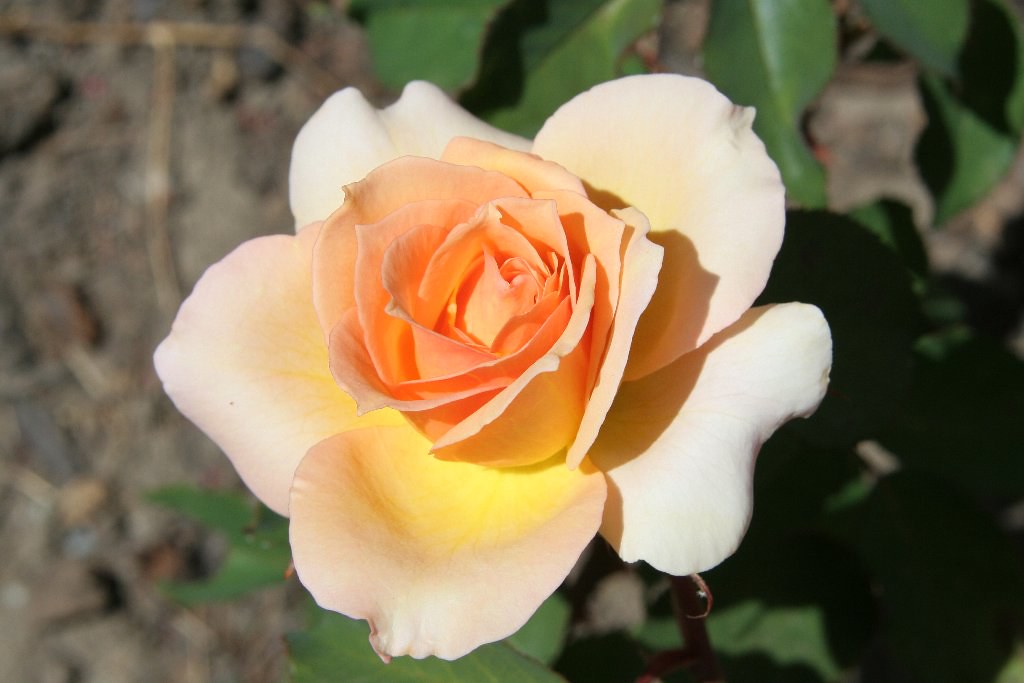 Rosa 'Sophia Renaissance' Another beautiful rose at my old… Flickr