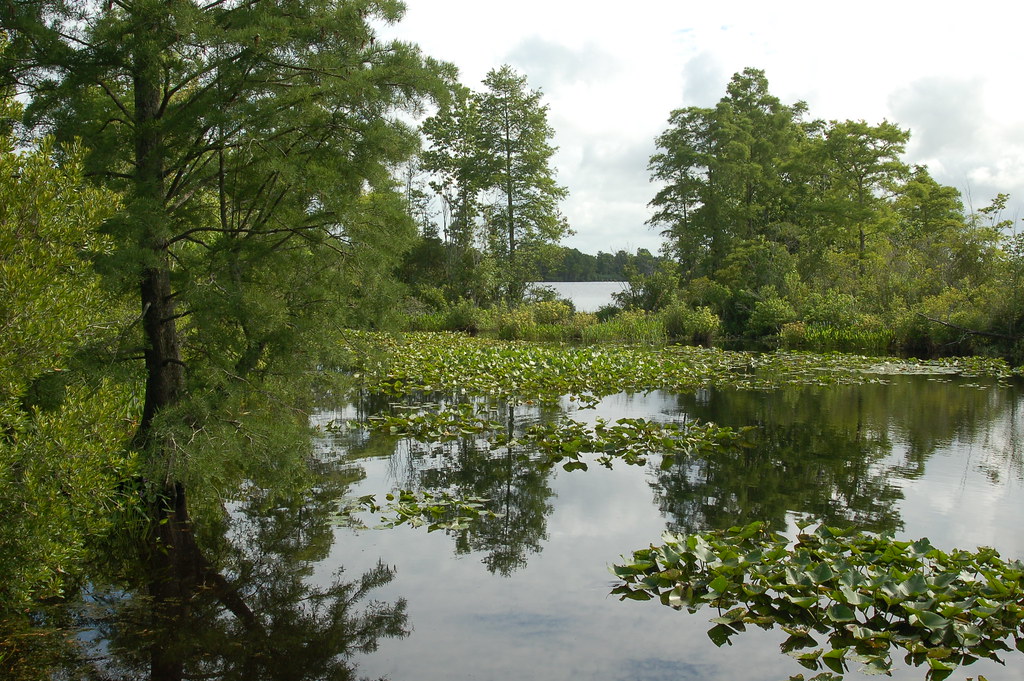 Cypress Trees and Lily Pads Pasquotank River, Elizabeth Ci… Flickr