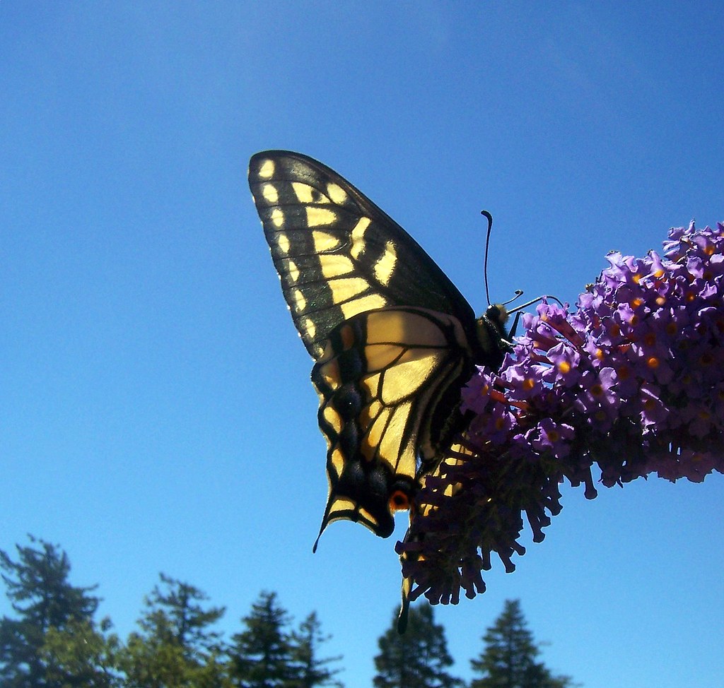 Butterfly in the Sky... Found this butterfly on one of my … Flickr