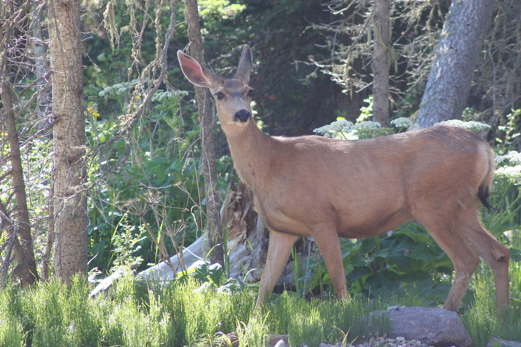 New Mexico Deer Another picture by Jordan. Deer near the c… Ed