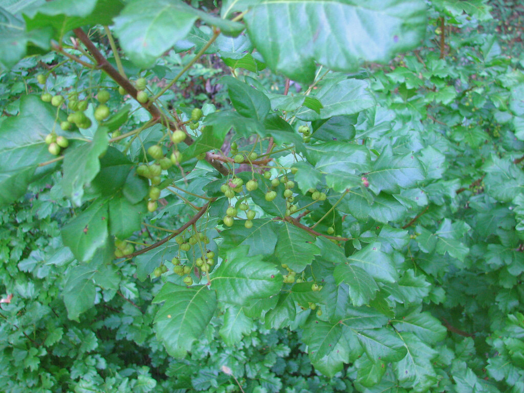 Poison Oak Berries Berries are beginning to appear also on… Flickr