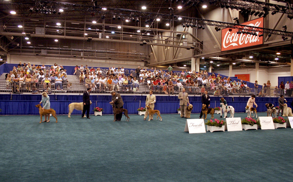 American Kennel Club Hounds The Dog Show the American Ke… Flickr