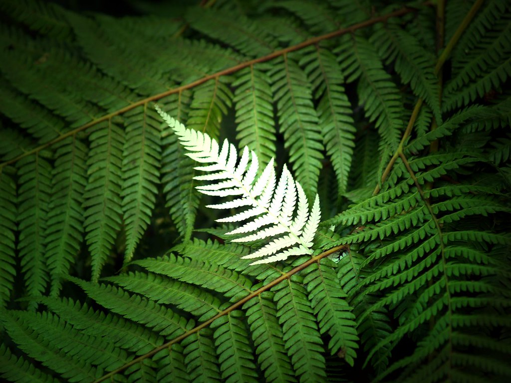 Silver Fern The National plant of NZ Catching