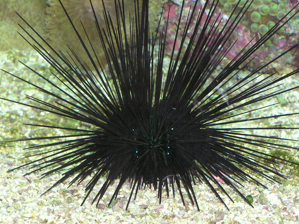 Sea urchin A sea urchin in the aquarium of the Monaco Ocea… Flickr