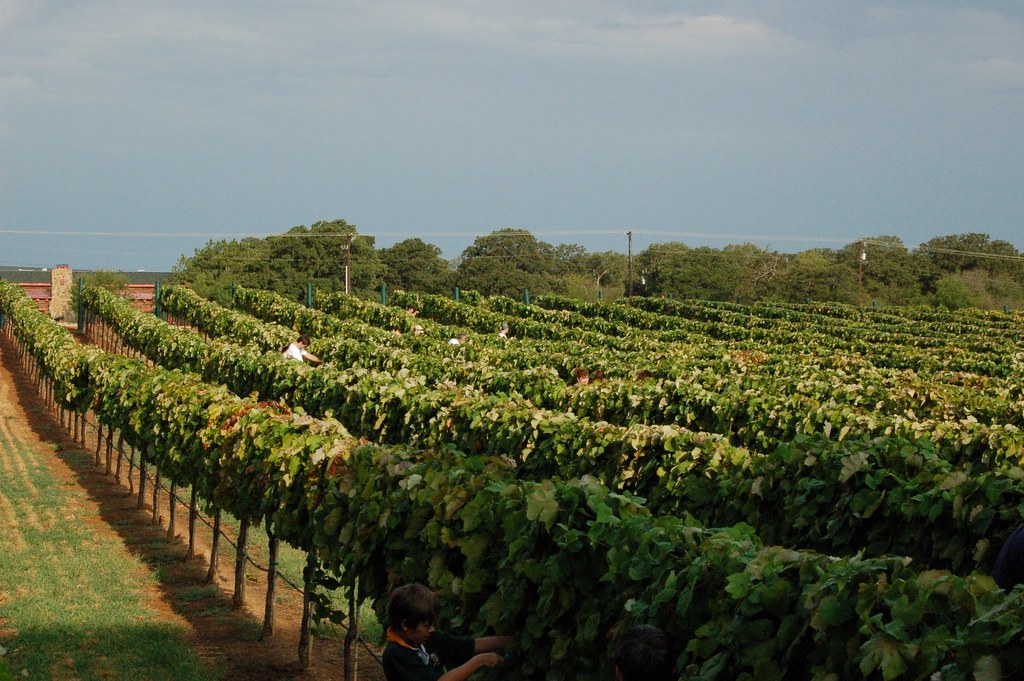 Delaney Vineyards Delaney Vineyards, Grapevine, Texas Glenn Harper