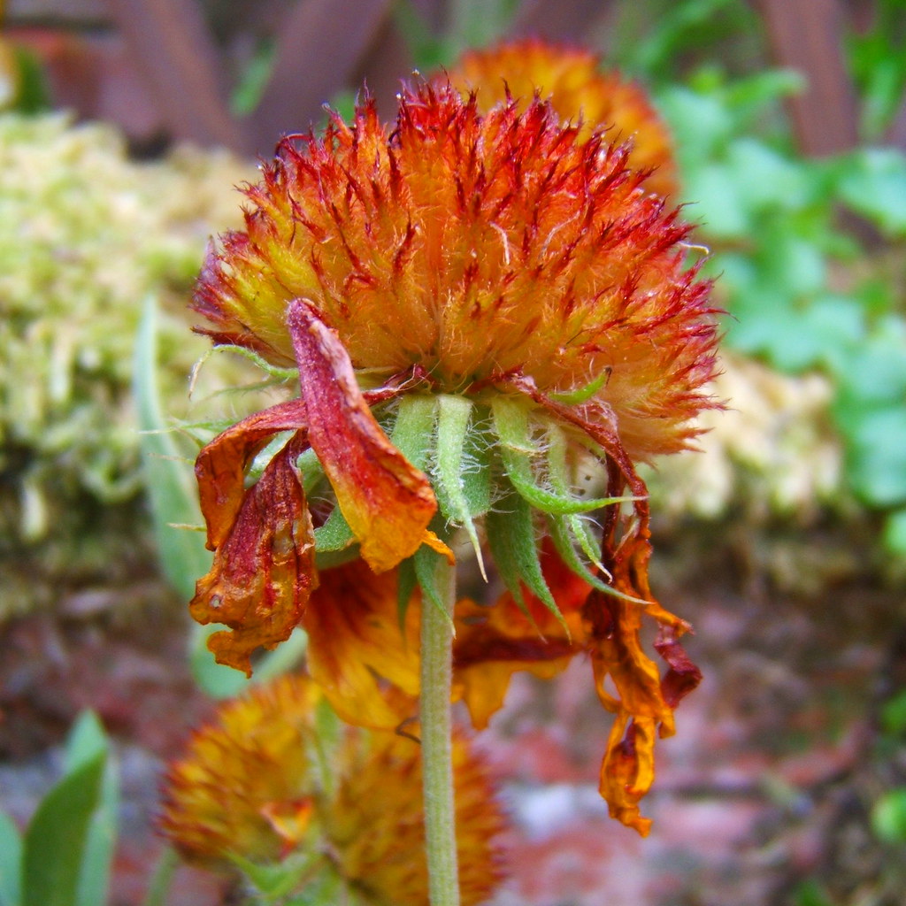 Daisy dead petals........ ANDI2.. Flickr