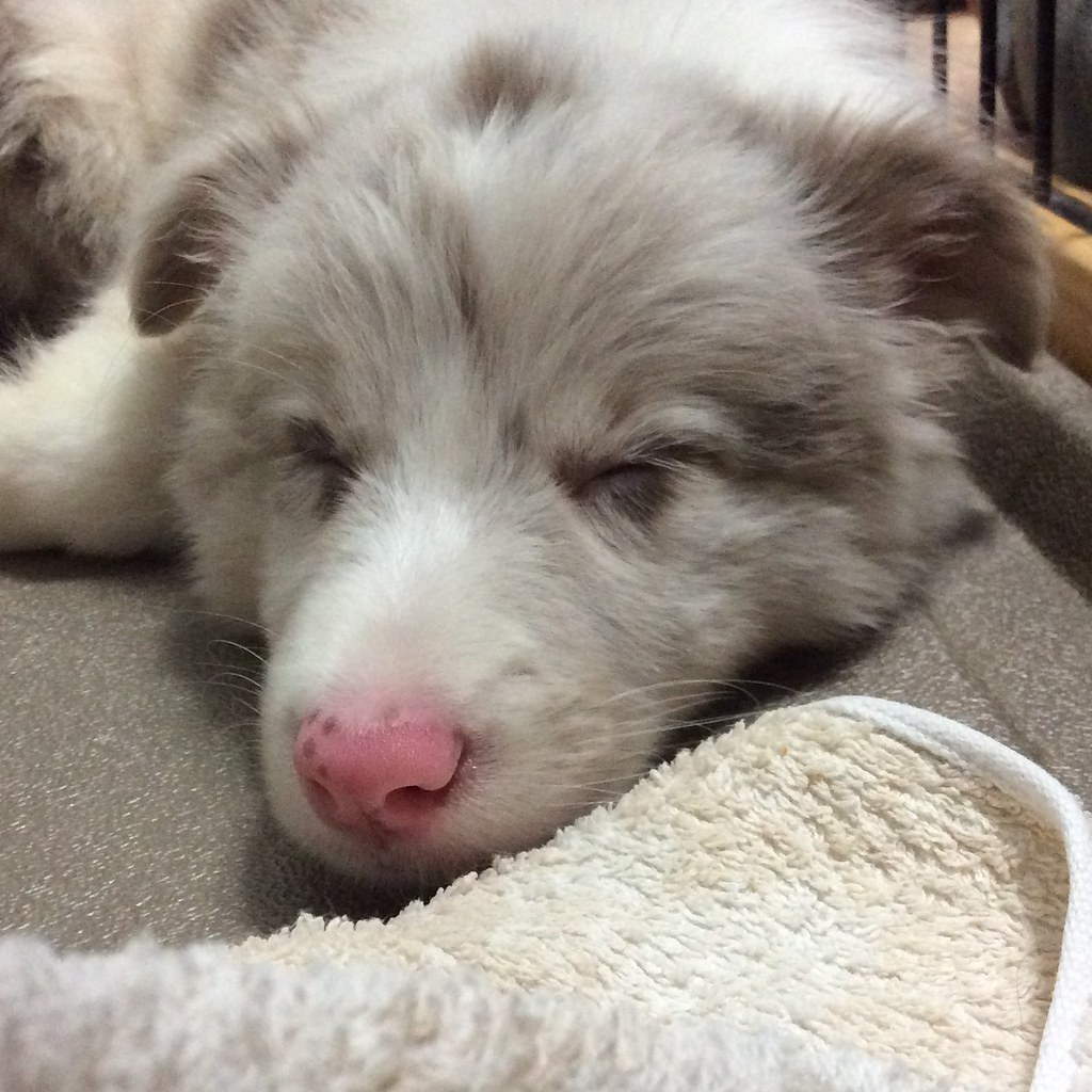 Brought home a Chocolate Merle border collie puppy today