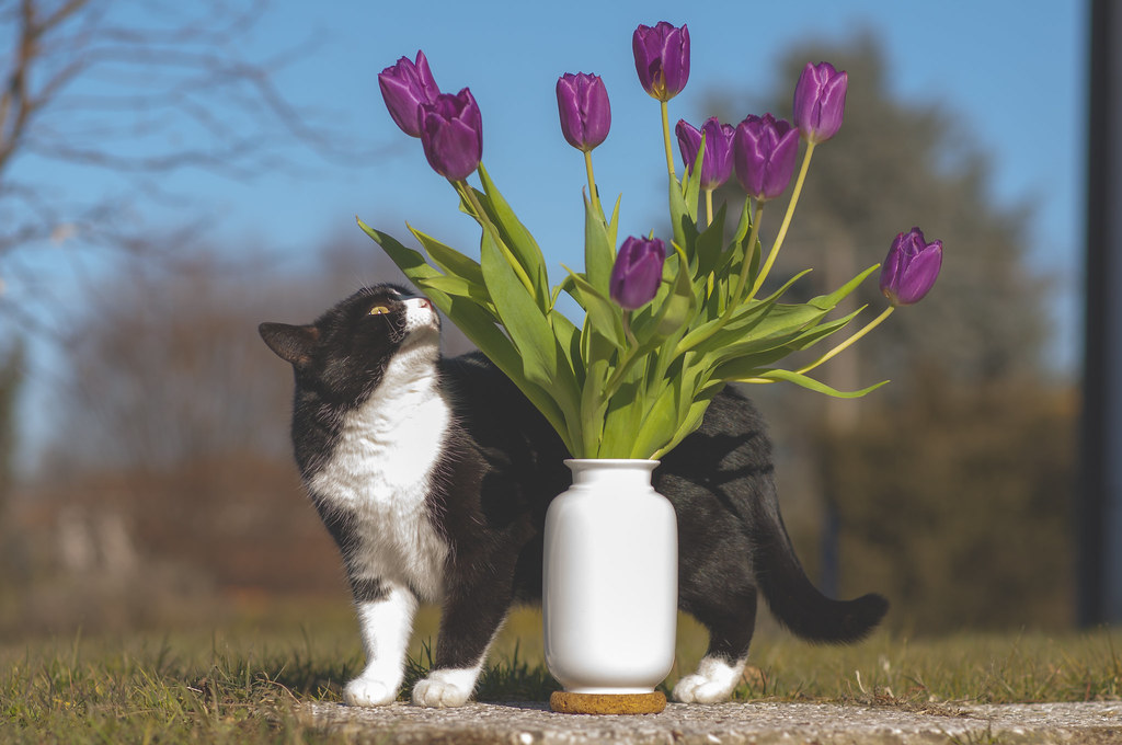 Cat & tulips Mattia Pianca Flickr