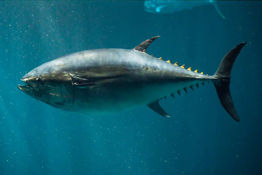 Specimen Tuna in the "Open Sea", Monterey Bay Aquarium nosha Flickr