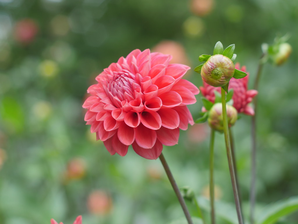 Hot Pink Dahlia Pennant Flickr