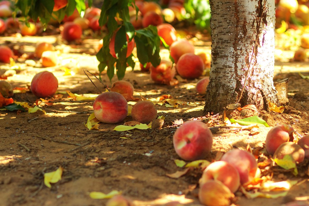End of Summer September 6, 2015 Peach Harvest, Eastmont … Flickr